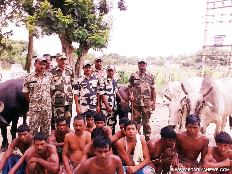 29 Indian, Bangladeshi cattle smugglers held in Bengal