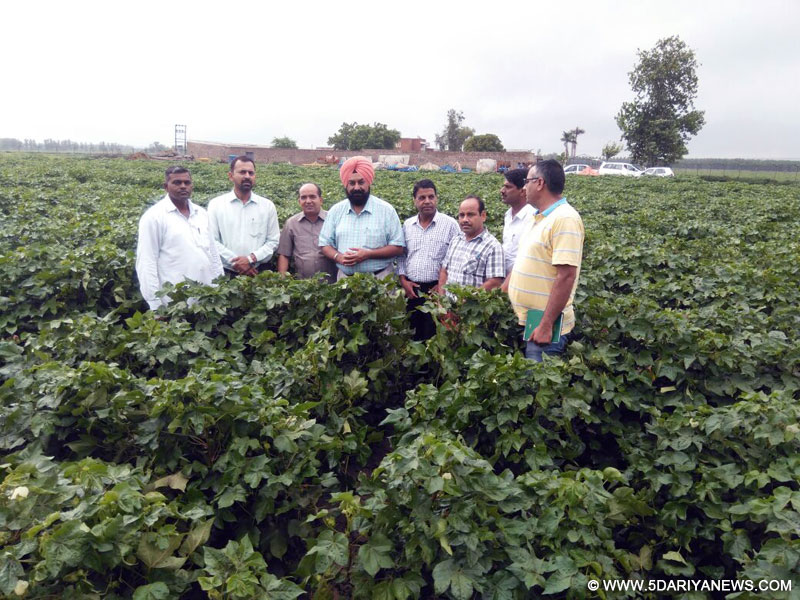 Suggestions To Mitigate Whitelfy Attack On Cotton Crop, Director Agriculture