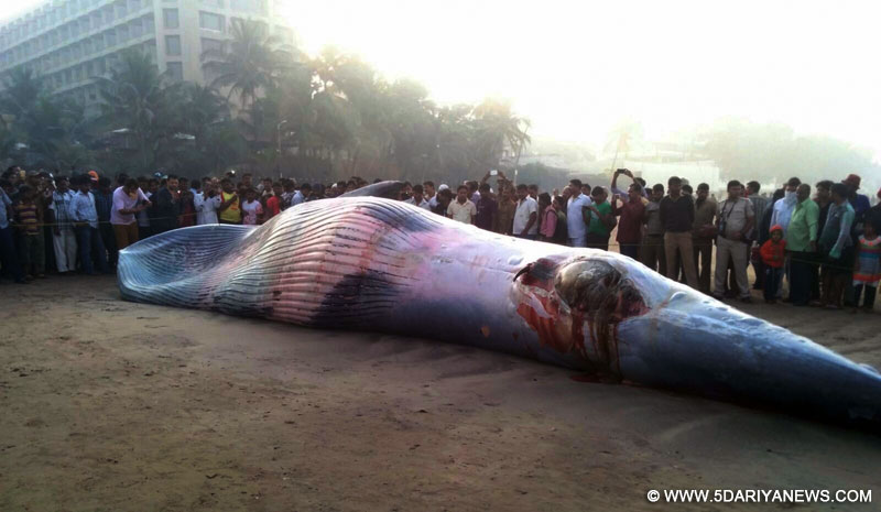 The carcass of a 35ft whale that was swept ashore at Juhu Beach in Mumbai on Jan 29, 2016.