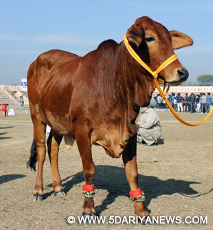 Punjab Initiates Mission To Develop Pure Breed Sahiwal Cattle Under Gokul Gram Yojna
