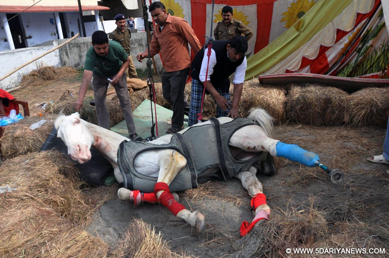 Shaktimaan, a white horse with Uttarakhand Police that was attacked by Bharatiya Janata Party legislator from Mussoorie Ganesh Joshi in a bizarre display of cruelty during a protest against the Harish Rawat government, after an operation in which one of his hind legs was amputatedand a prosthetic leg was fixedâ at Police lines in Dehradun.