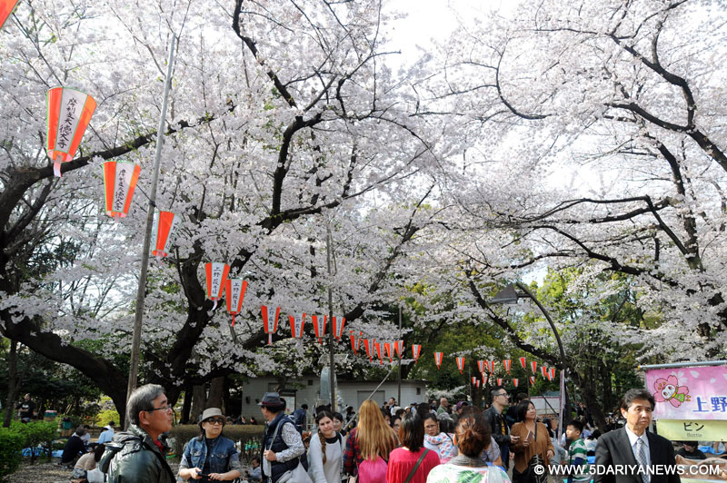People enjoying Cherry Blossom in full bloom in Japan