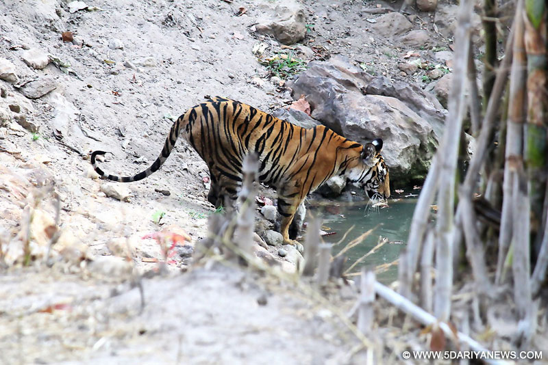 A three year old tiger before jumping in a small pool called \"Nazar Nala\" at Bandhavgarh National Park, Madhya Pradesh. The tiger had not marked it\