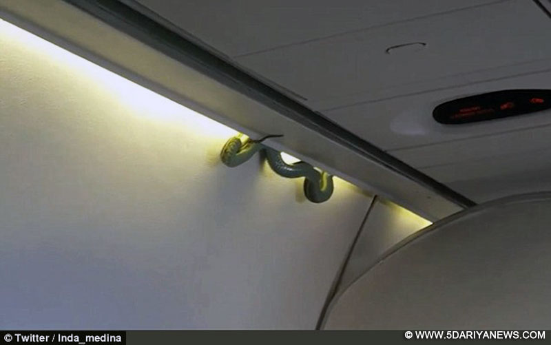 Passengers on a Mexico City flight spotted a snake slithering down the plane.