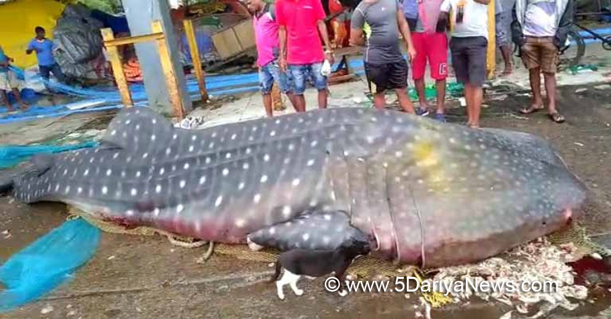 Mumbai fishermen net a whale shark