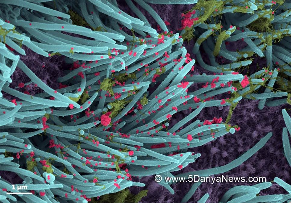 Delta Plus Covid variant, Delta Covid-19 variant, Coronavirus, Health, Research, Study, Researchers, COVID 19, Novel Coronavirus, Fight Against Corona, Covaxin, Covishield, Oxygen, Oxygen Cylinders, SARS-CoV-2, Sputnik V, Oxygen Plants, Pfizer, Astra Zeneca, Oxygen Concentrator, Remdesivir, Oxygen supply, Liquid Medical Oxygen, Oximeter