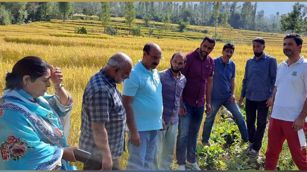 Agriculture, Director Agriculture Kashmir, Chowdhary Mohammad Iqbal, Srinagar, Kashmir, Jammu And Kashmir, Jammu & Kashmir