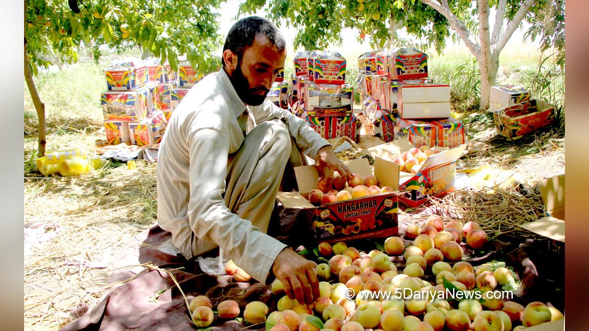 Trending Topics, Afghanistan, Afghan, Kabul, Taliban, Abdul Ghani Baradar, Haibatullah Akhundzada, Afghanistan Crisis, Mullah Abdul Ghani Baradar, Afghanistan Situation, Situation of Afghanistan