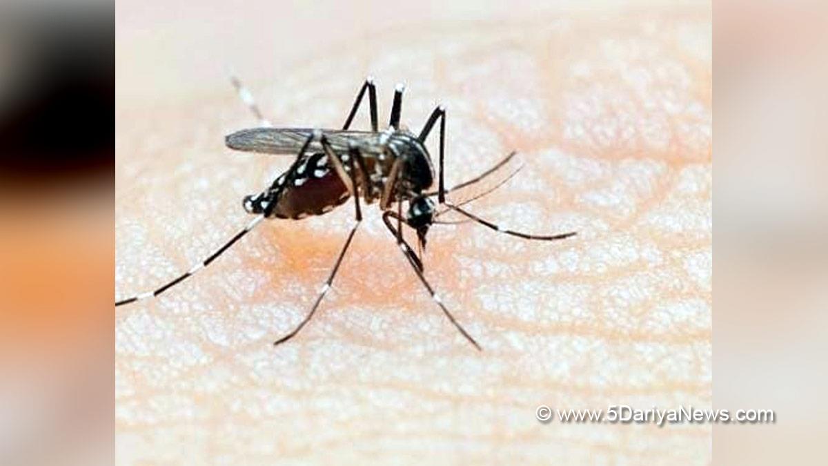Dengue, Chennai, Greater Chennai Corporation, Kodambakkam