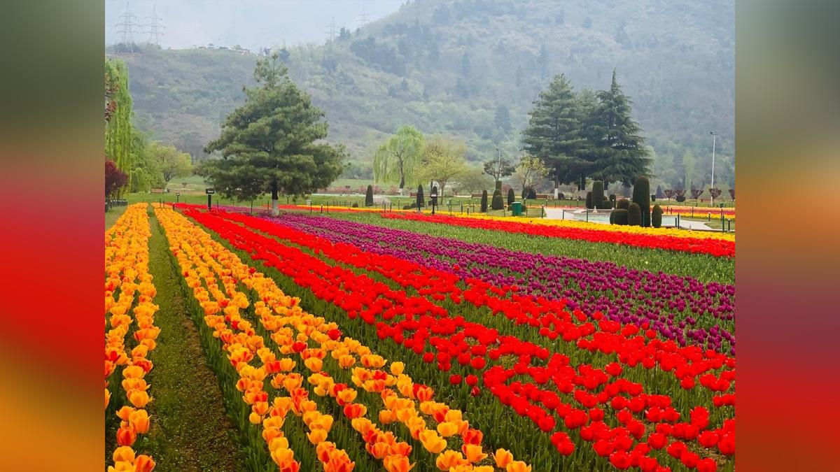 Tourism, Srinagar, Tulip Garden, Jammu and Kashmir