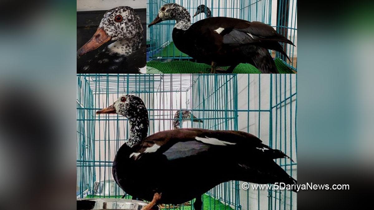 Khas Khabar, Guwahati, Endangered, White Winged Wood Ducks, Czech Republic