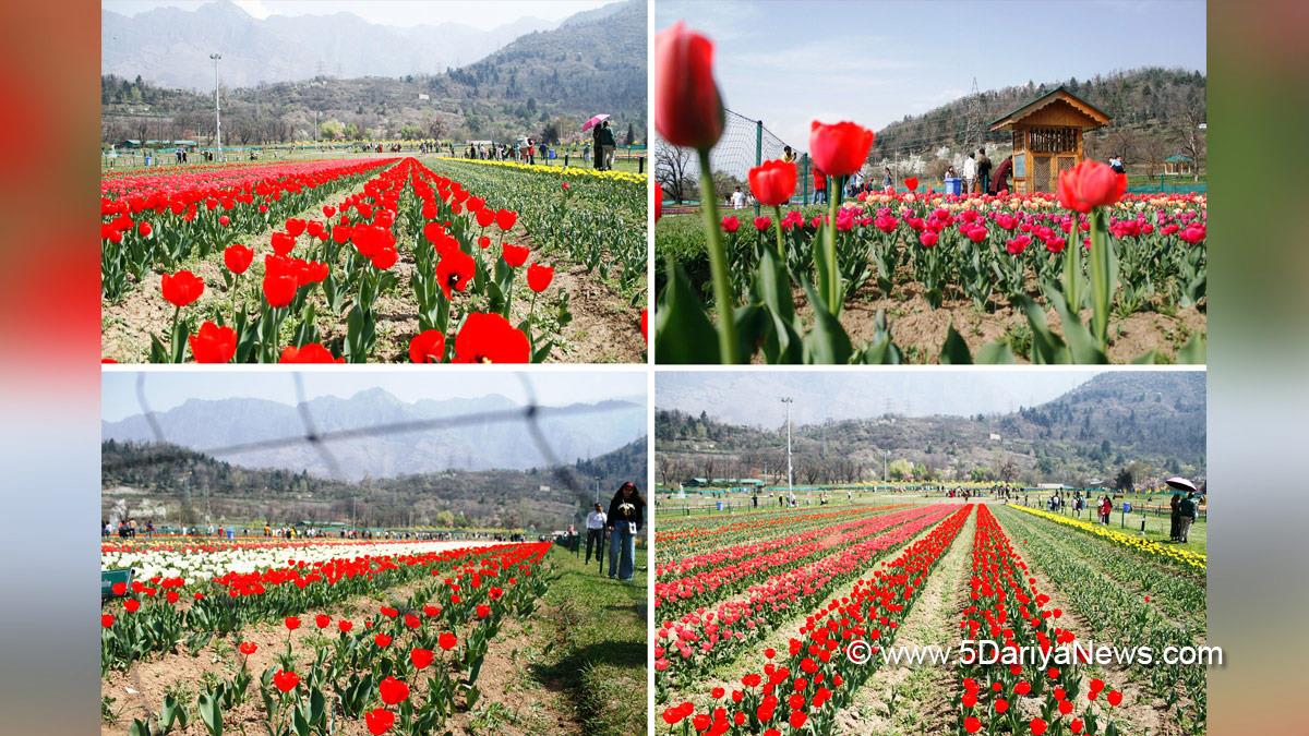Tulip Garden, Srinagar, Kashmir, Jammu And Kashmir, Jammu & Kashmir