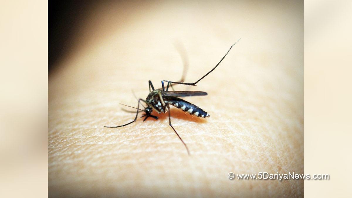 Health, Study, Geneva, World News, World Health Organization, WHO, Malaria