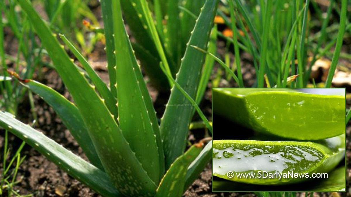 Aloe Vera, Aloe Vera Benefits, Aloe Vera Benefits in Hindi, Benefits Of Aloe Vera, Aloe Vera Gel, Aloe Vera Juice, Health, Study, Research