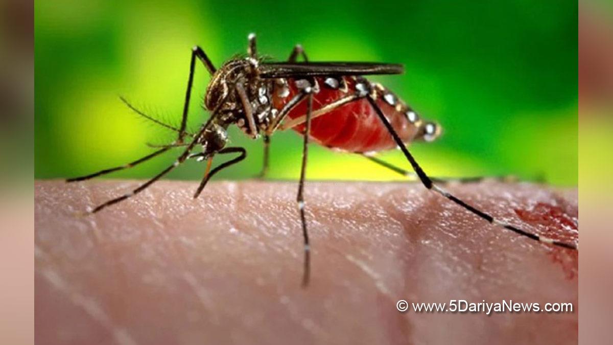 Health, Dengue, National Dengue Day, Breakbone Fever, Aedes Aegypti