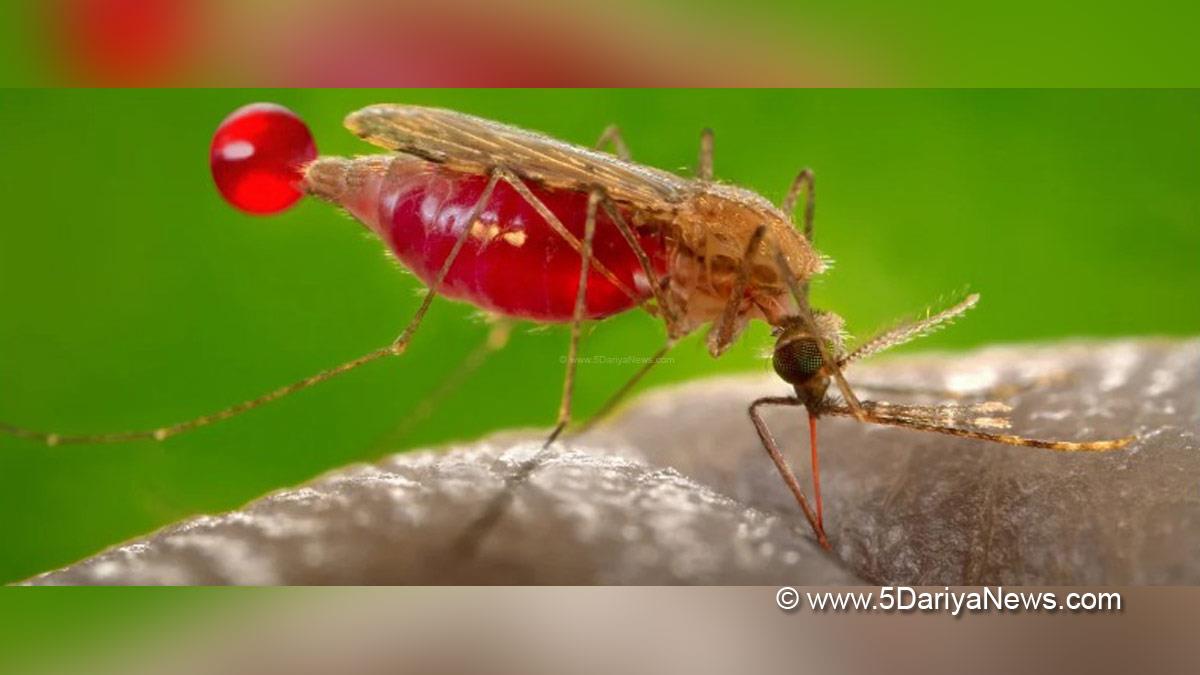 Malaria, Health, Study, Research, Malaria Symptoms, Malaria Vaccine, Malaria Parasite, Malaria Treatment, Malaria, Anopheles Mosquitoes