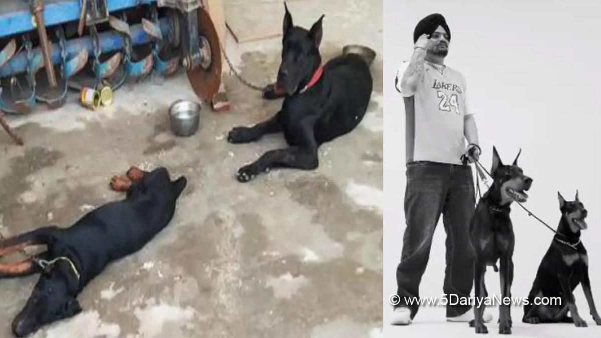 Sidhu Moosewala, Sidhu Moosewala Dogs, Sidhu Moosewala Dog Video, Sidhu Moosewala Dog Photo, Sheru, Bagheera, Sidhu Moosewala Dogs Video