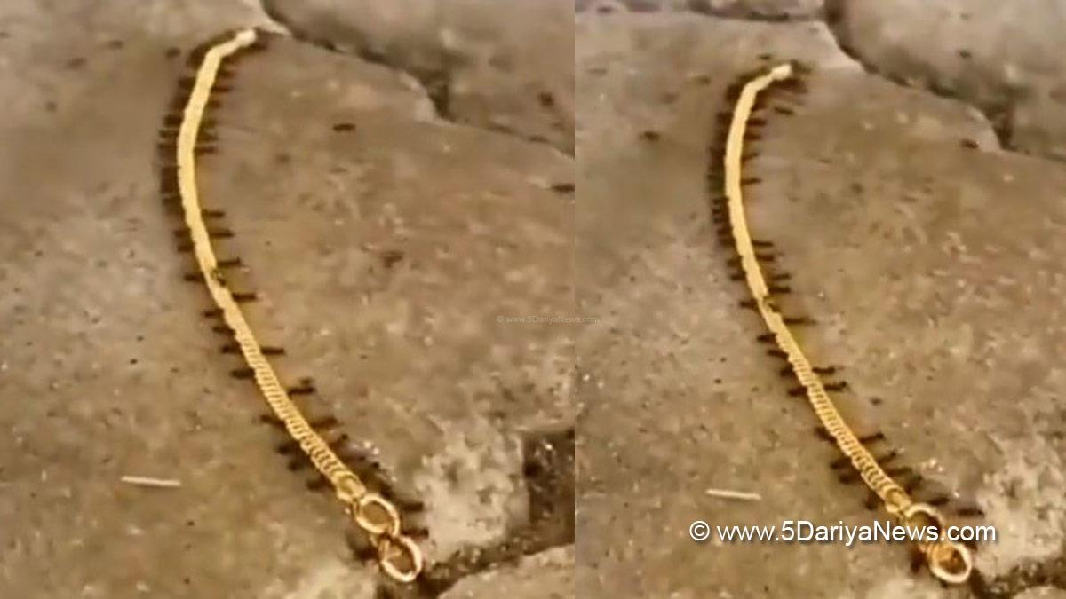 Khas Khabar, Viral Video, Ants Viral Video, Ants Gold Chain Viral Video, Ekta Me Hi Bal Hai