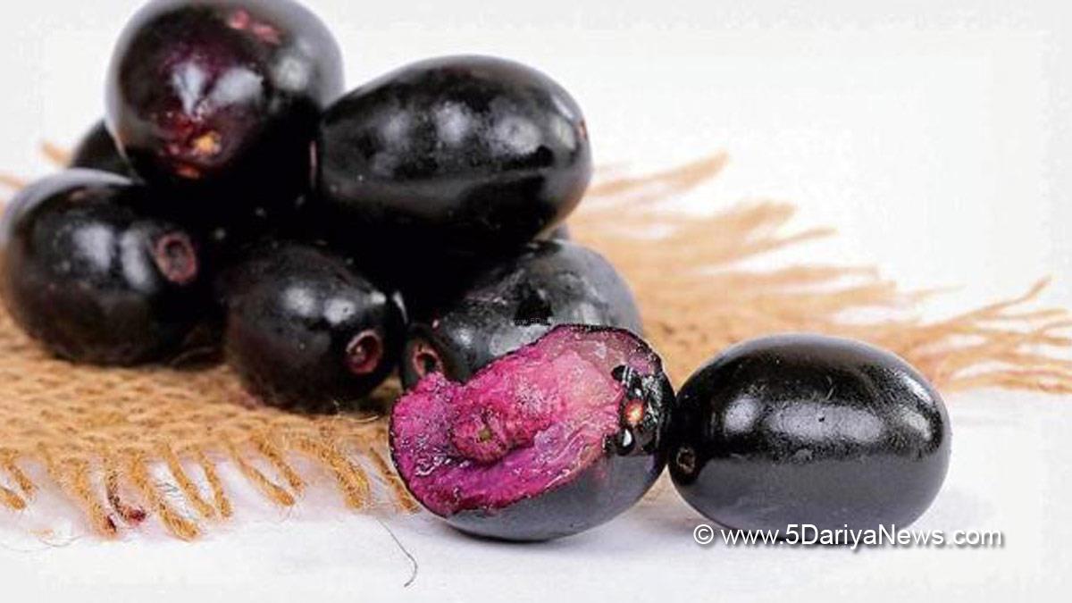 Jamun Seeds Benefits in Hindi, Jamun Seeds, Jamun Seeds Benefits, Jamun Seeds Powder, Jamun Seeds Diabetes, Jamun Seeds In English, Java plum, Indian Blackberry