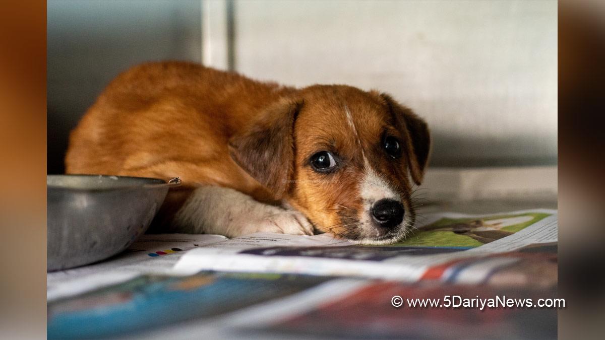 Crime News India, Crime News, New Delhi, New Delhi Crime News, Viral Video, Dog Beaten, New Delhi Dog Video