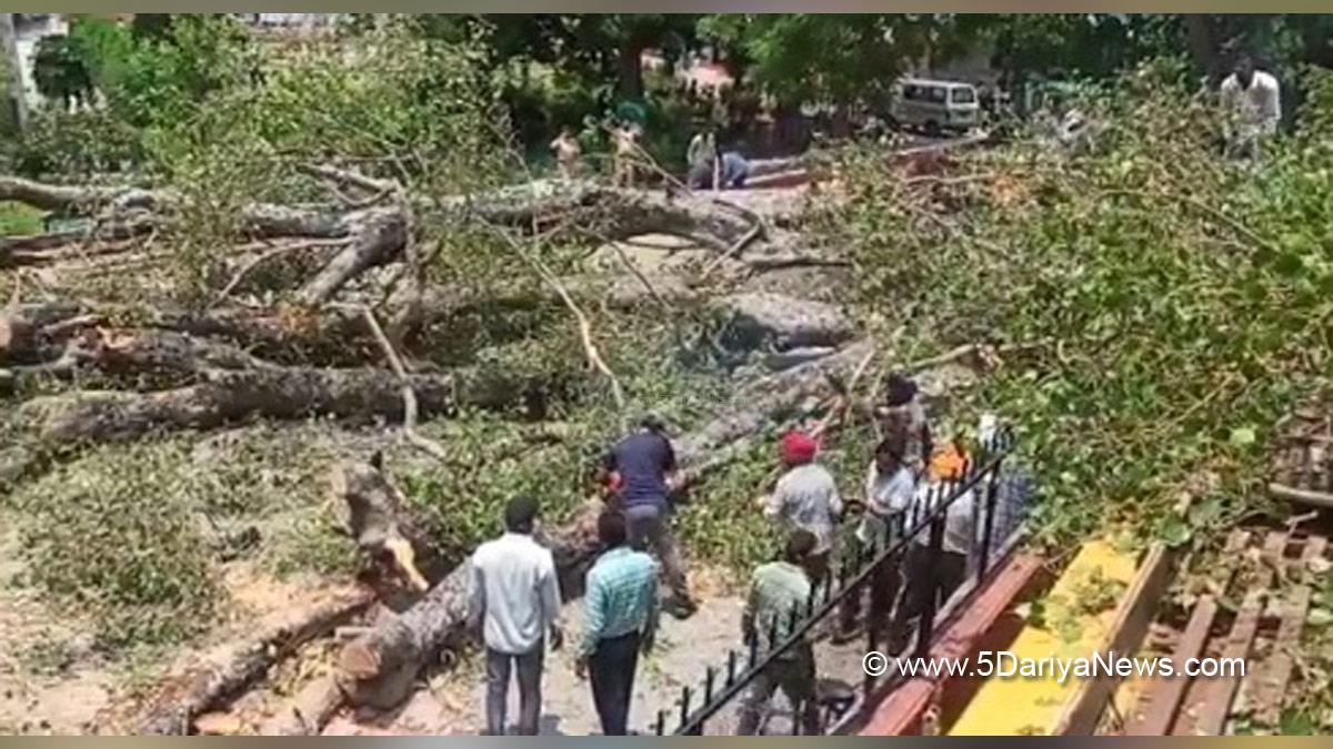 Hadsa India, Hadsa, Chandigarh, Tree Falls, Carmel Convent School, Sector 9