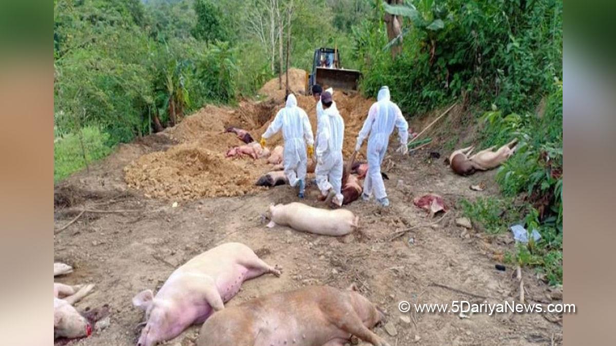 African Swine Fever, African Swine Fever Uttrakhand, Swine Fever Uttrakhand, SWine Flu, Health News, Health, Health News Uttrakhand, African Swine Fever Virus, African Swine Fever Symptoms, African Swine Fever Treatment