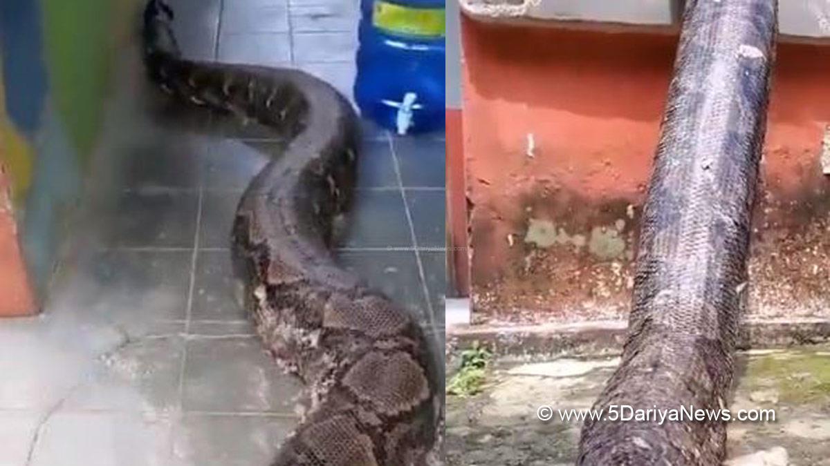 Social media Viral Video, Dangerous Snakes Video Viral, Dangerous Snake Video Viral, Viral Video, Snake Viral Video, Twitter Viral Video, Snake Viral Video Twitter