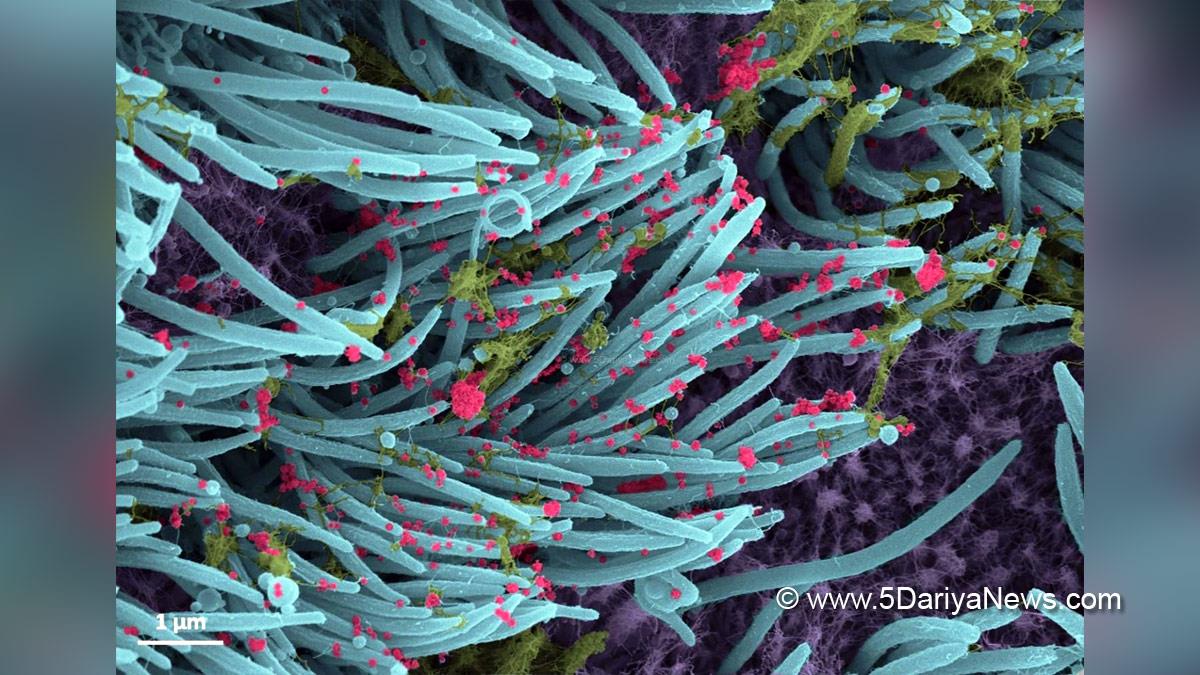 Omicron Variant, Coronavirus, COVID-19, Novel Coronavirus, Delta Plus Covid variant, Delta Covid-19 variant, Fight Against Corona, Covid-19 Vaccine, Oxygen, Oxygen Cylinders, SARS-CoV-2, Oxygen Plants, Oxygen Concentrator, Jammu, Kashmir, Jammu And Kashmir, Jammu & Kashmir, Oxygen supply, Oximeter