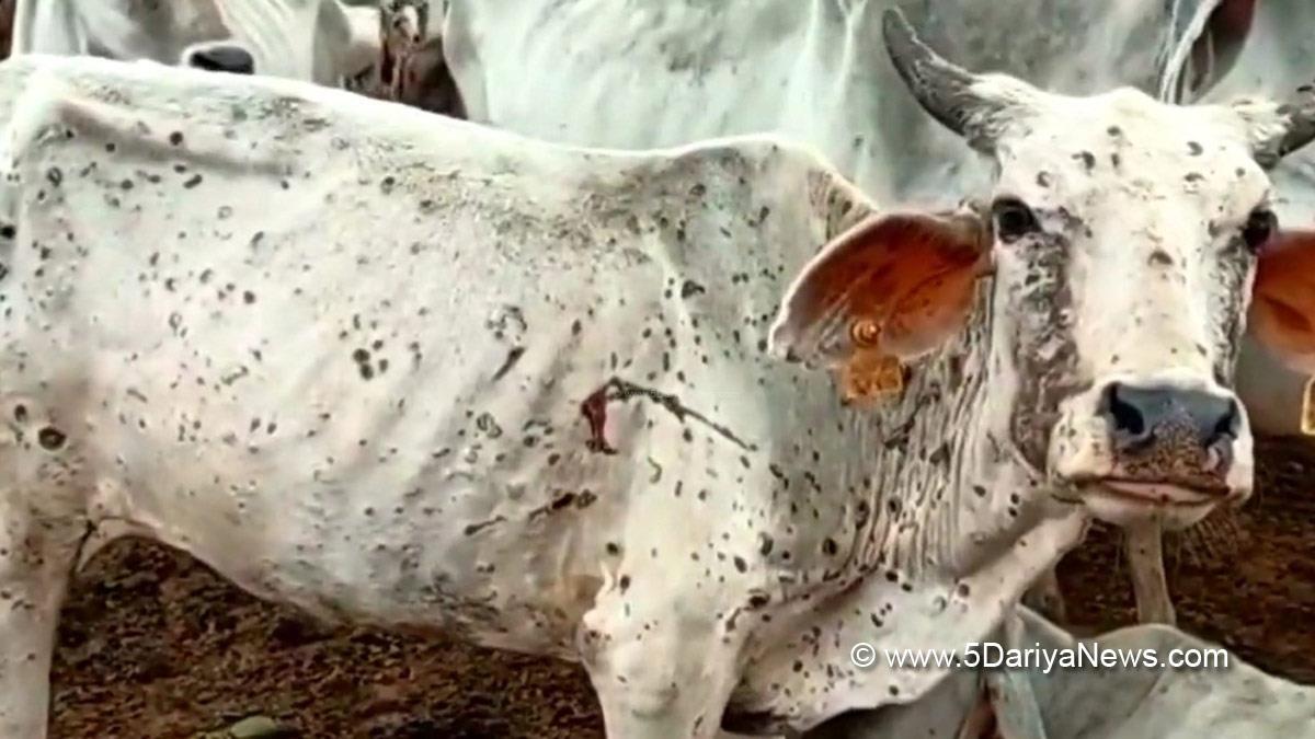 Khas Khabar, Gujarat, Lumpy Skin Disease, LSD, Lumpy Virus, Gandhinagar