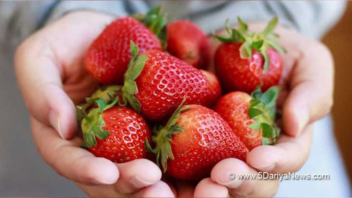 Health, Study, New York, Research, Researchers, World News, Alzheimer, Alzheimer Disease, Cures Of Alzheimer, How To Cure Alzheimer Disease