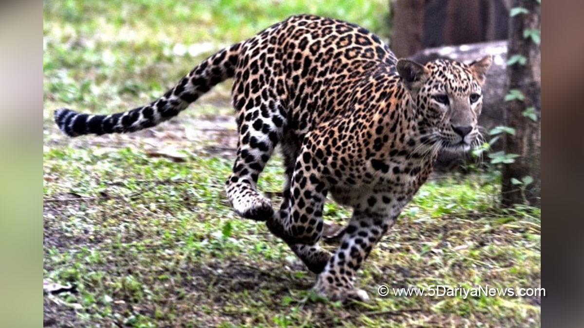 Hadsa, Leapord Attack, Lakhimpur Kheri, Uttar Pradesh, Dudhwa Buffer Zone