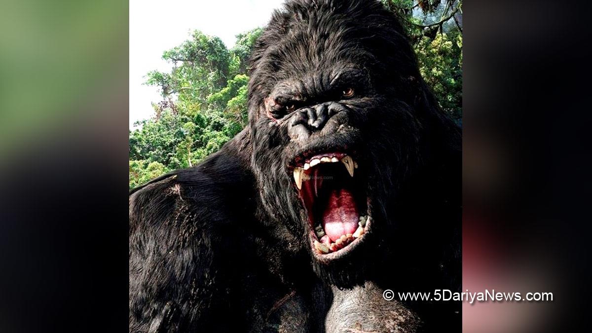 Hollywood, Los Angeles, Actress, Heroine, King Kong, Variety