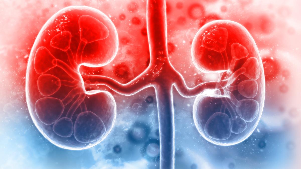 Health, Research, Kidney, Kidneys, Kidney Disease, Most Common Kidney Disease, Chronic Kidney Disease, Acute Injury Disease, Kidney Infections, Kidney Cysts, Health Food For Kidney, Food For Kidney Disease, Kidney Disease Symptoms, Kidney Disease Treatment