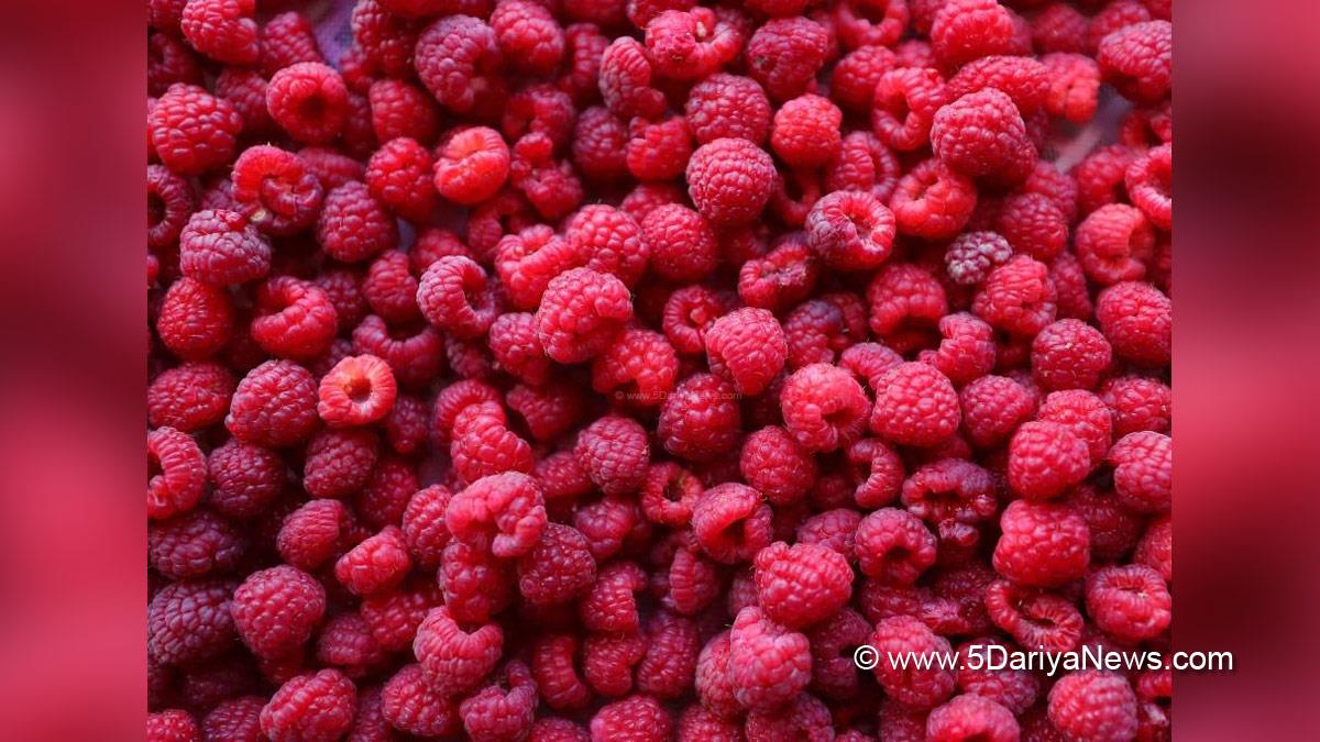 Health, Study, New Zealand, Wellington, World News, New Zealand Food Safety, Hepatitis A, Chronic Liver Damage, Frozen Berries
