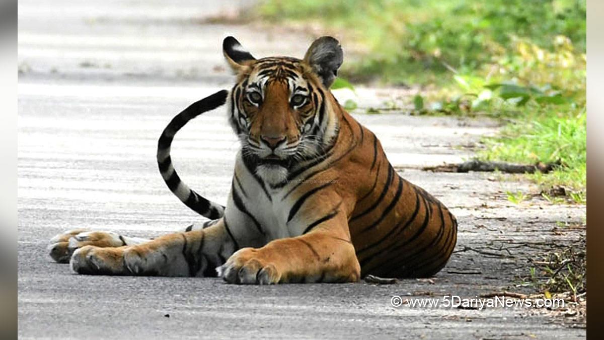 Hadsa, Uttar Pradesh, UP Tiger Attack, Tiger Attack UP, Lakhimpur Kheri, Lakhimpur Kheri Tiger Attack