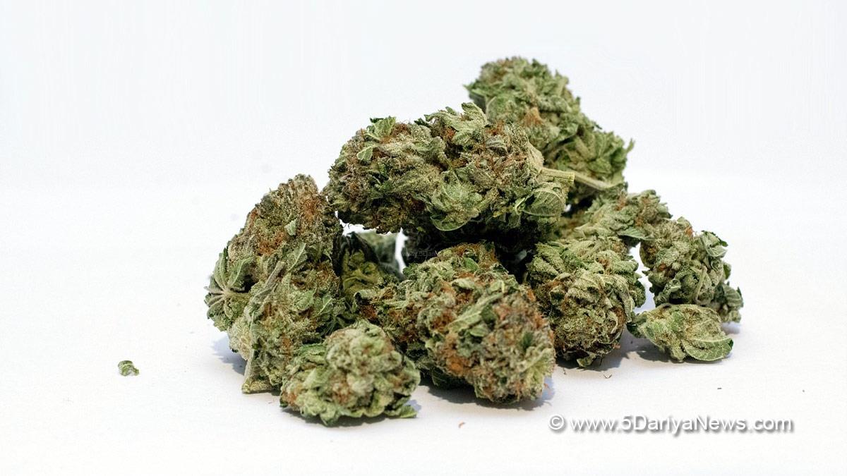 Crime News India, Crime News, New Delhi, Police, Delhi Police, Marijuana, Drug, Drug Peddler