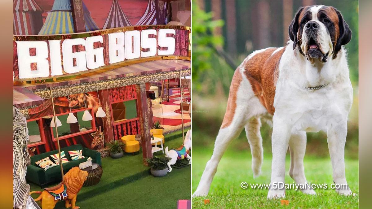 Bigg Boss, TV, Television, Entertainment, Mumbai, Actor, Actress, Mumbai News, Bigg Boss 16, 16th season of Bigg Boss, Bigg Boss New Entry 
