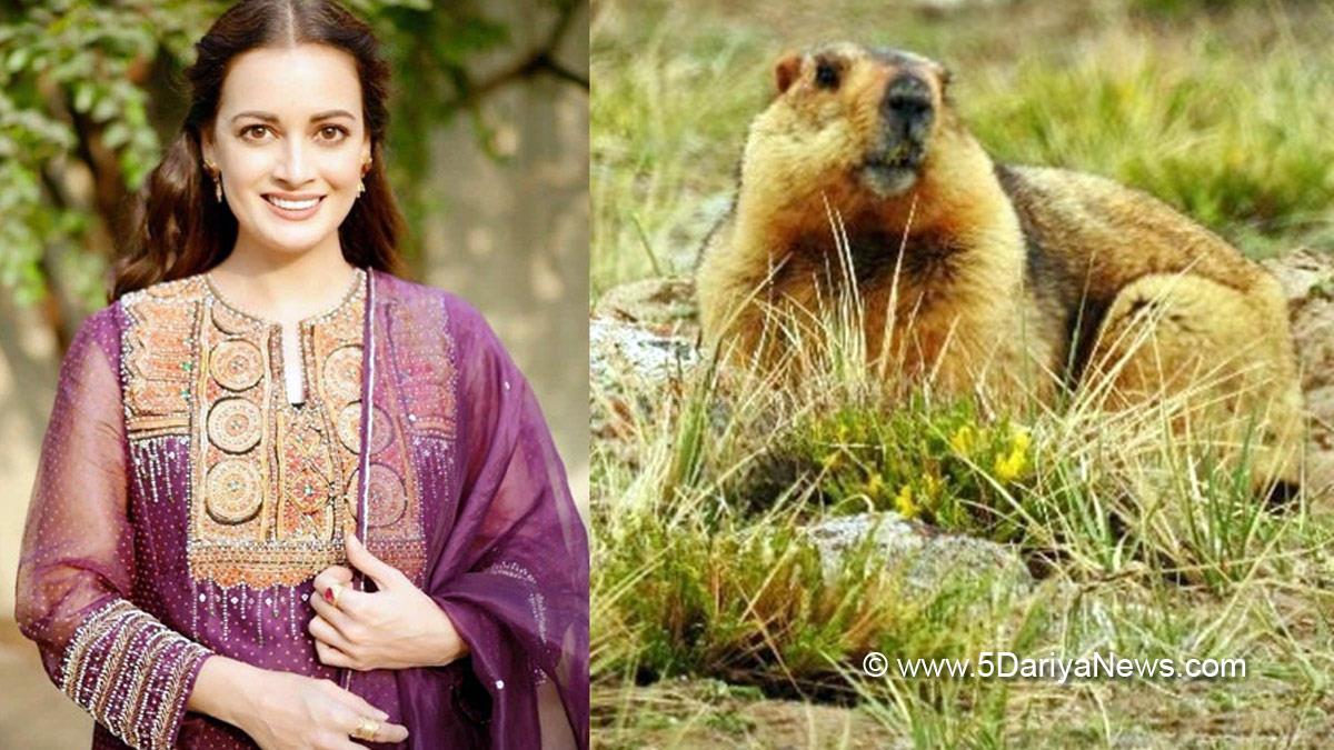 Bollywood, Entertainment, Mumbai, Actor, Actress, Cinema, Hindi Films, Movie, Mumbai News, Dia Mirza