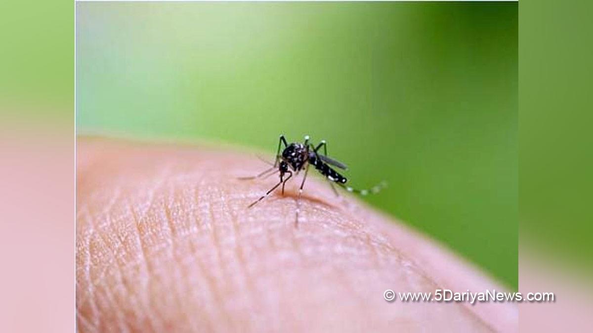 Health, Bolivia, Dengue, Dengue Case, Dengue Case In Bolivia