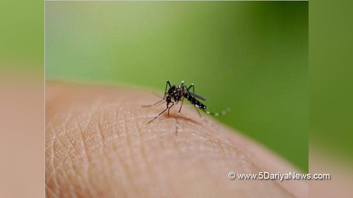 Health, Bolivia, Dengue, Dengue Case, Dengue Case In Bolivia