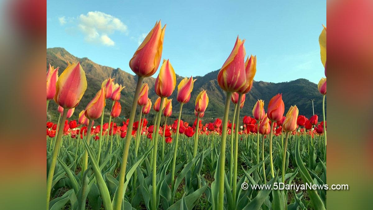 Tulip garden, Srinagar, Kashmir, Jammu And Kashmir, Jammu & Kashmir