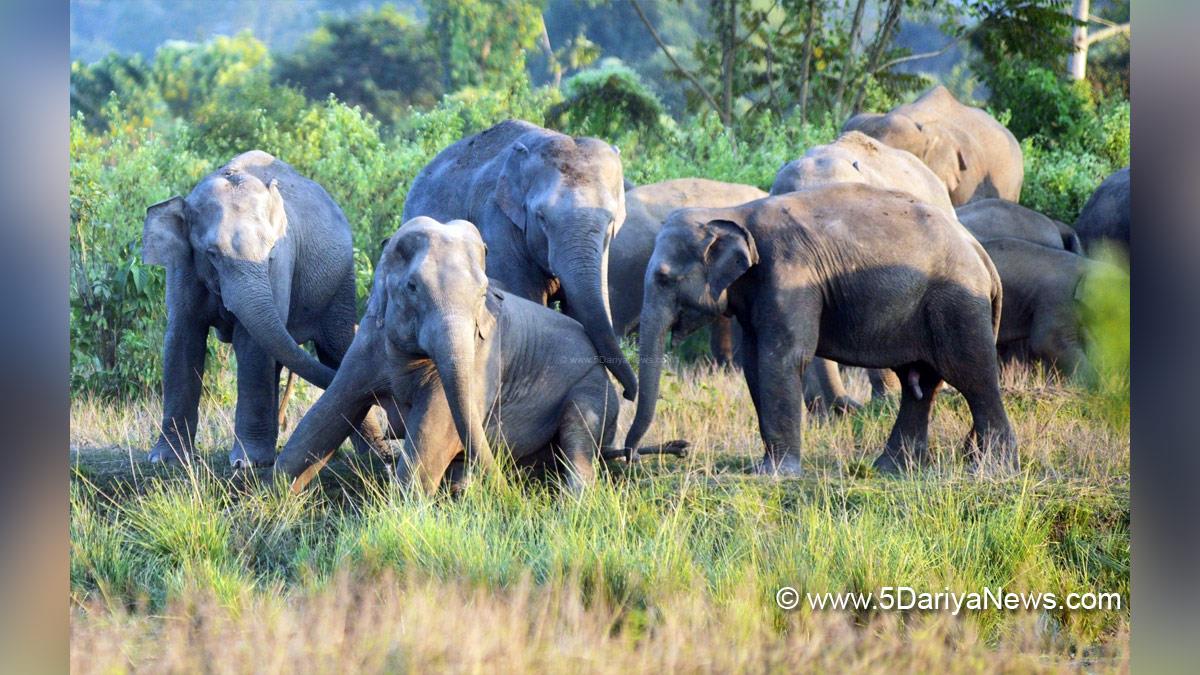 Khas Khabar, West Bengal, Elephant, Elephants, Elephants Death, Assam
