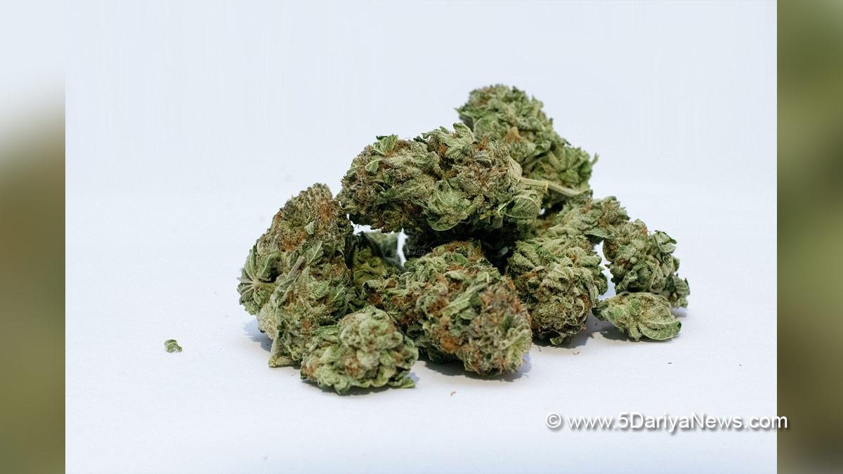 Crime News, Delhi Police, Police, Marijuana, Drug