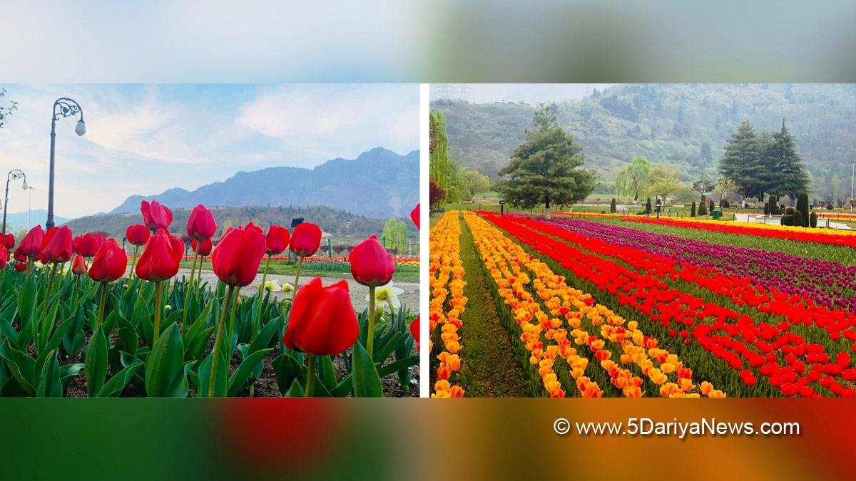 Tulip garden, Srinagar, Kashmir, Jammu And Kashmir, Jammu & Kashmir, Tulip Garden in Srinagar, Shayiq Rasool, Floriculture