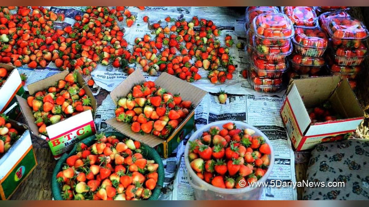 Horticulture, Strawberry, Srinagar, Kashmir, Jammu And Kashmir, Jammu & Kashmir