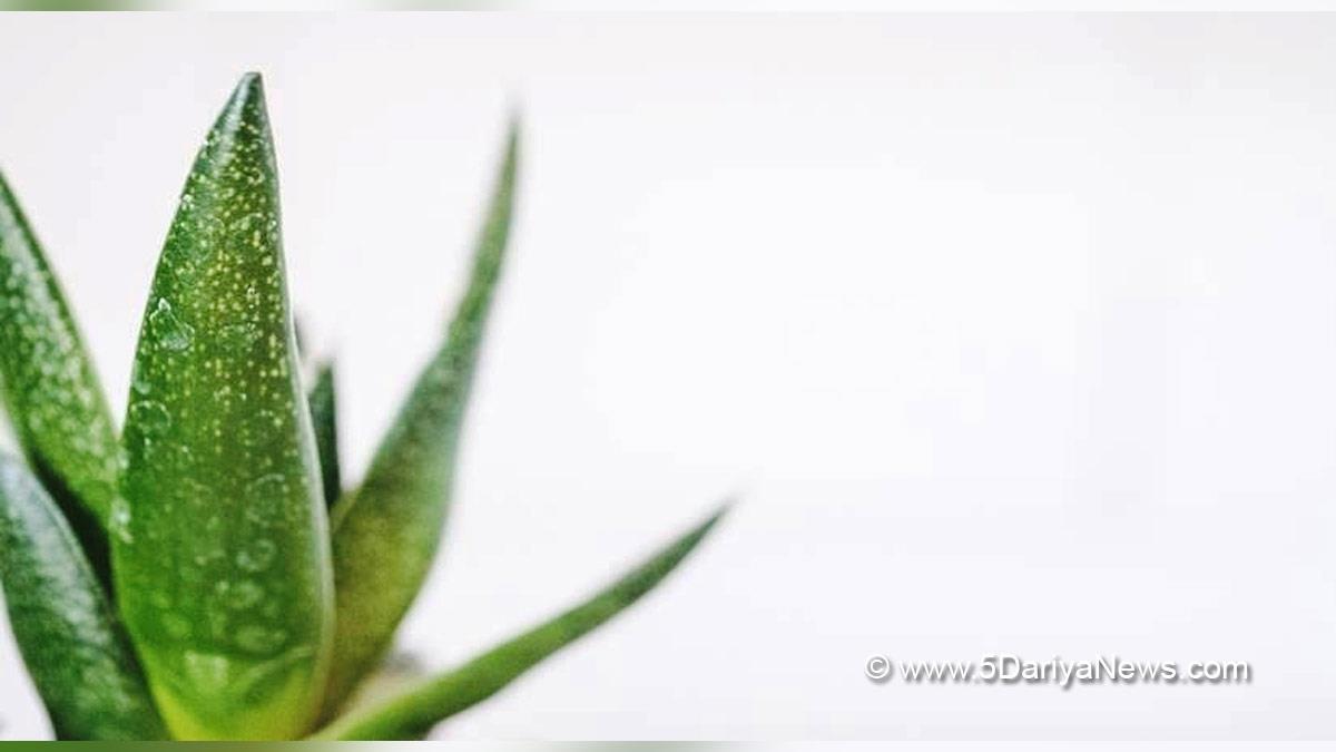 Health, Study,  Research, Researchers, Aloe Vera, Benefits Aloe Vera, Skin, Anti Inflammatory Gel