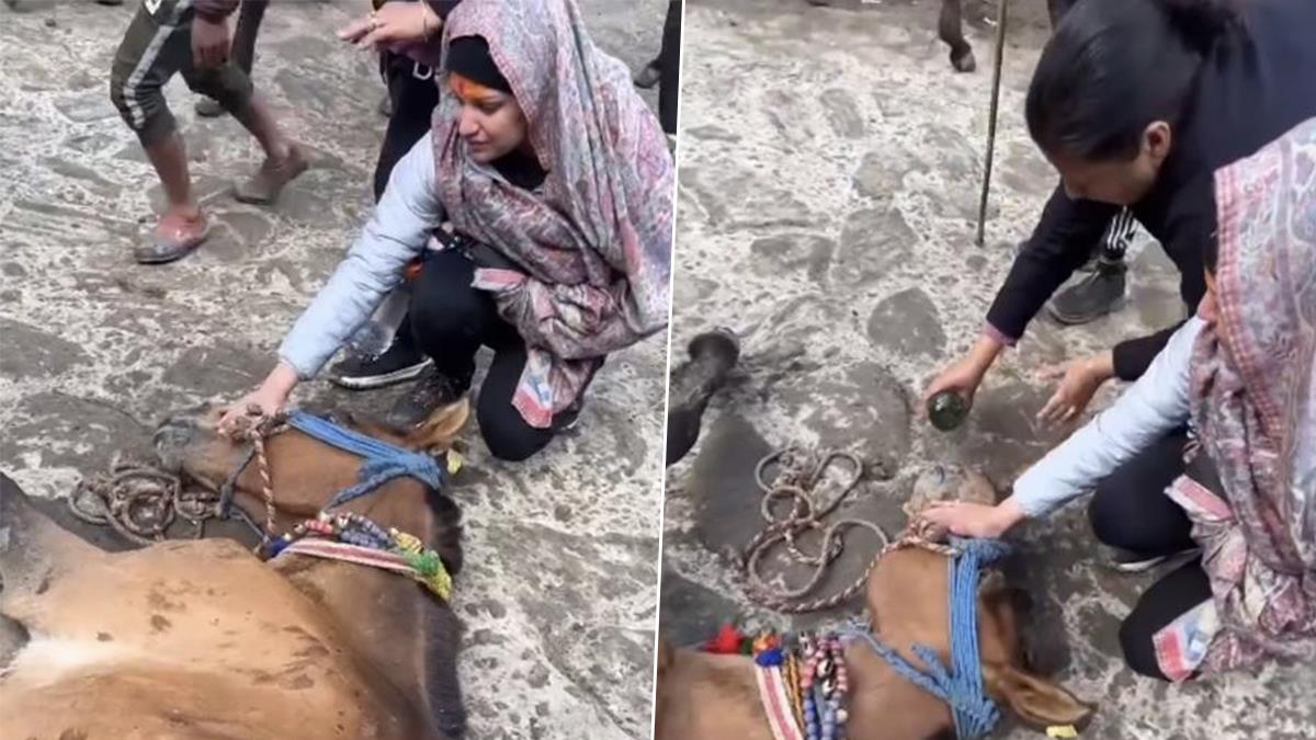 Pollywood, Himanshi Khurana, Himanshi Khurana Kedarnath, Himanshi Khurana Kedarnath Video, Himanshi Khurana Video, Himanshi Khurana Horse Video, Himanshi Khurana Horse Viral Video, Himanshi Khurana News, Himanshi Khurana Today News, Himanshi Khurana Crying, Himanshi Khurana Emotional Video, Himanshi Khurana Latest News, Himanshi Khurana Kedarnath Trek