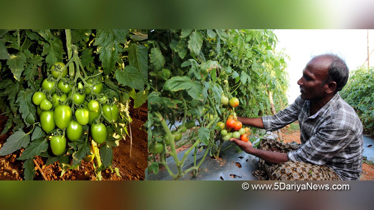 Agriculture, Amit Maheshwari, Netafim, Netafim India, Shivpuri, Hyderabad, Tomato, Tomato Farming, Madhya Pradesh