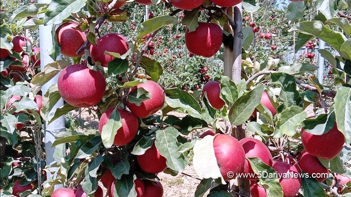 Pulwama, Agriculture, Srinagar, Kashmir, Jammu And Kashmir, Jammu & Kashmir, Kashmir Valley
