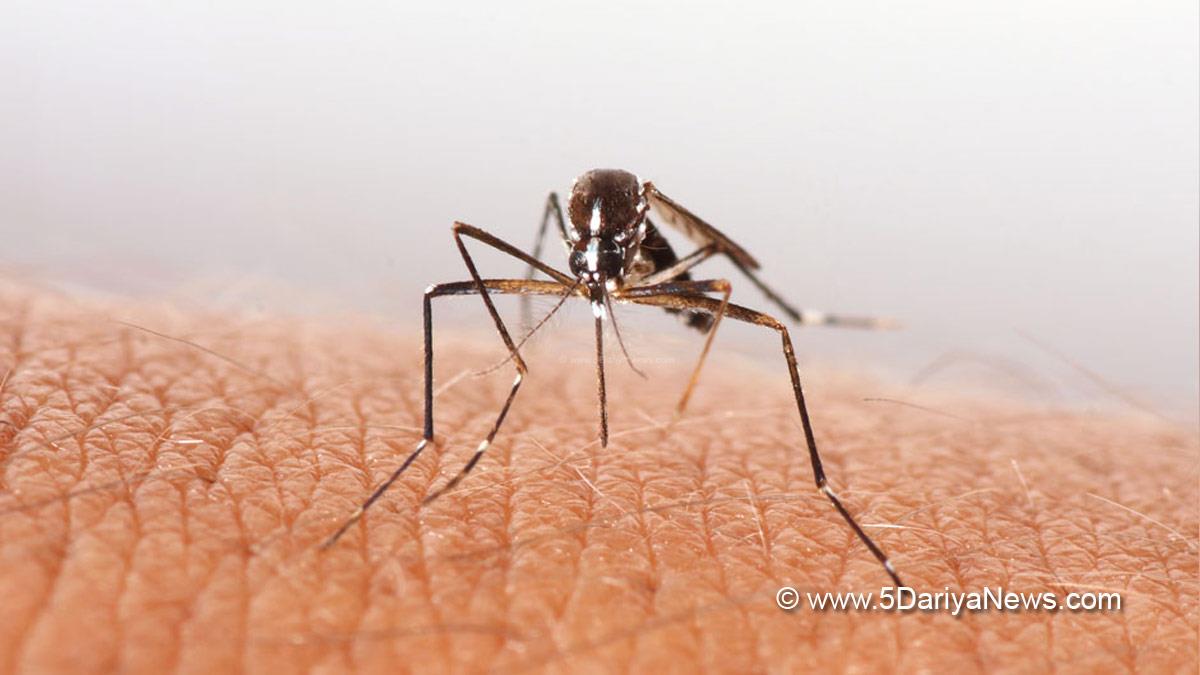 Health, Study, New York, Research, Researchers, World News, Indian Institute of Technology, Indian Institute of Technology Mandi, IIT Mandi, Dengue, Dengue Eggs, Dengue Eggs Resilience